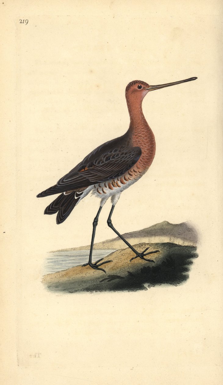 Rúdfarkú keresztes (hím), Limosa lapponica. Kézi színű rézlemez, amelyet Edward Donovan rajzolt és metszett a saját Londoni „British Birds természettörténetéből” alkotó: Edward Donovan