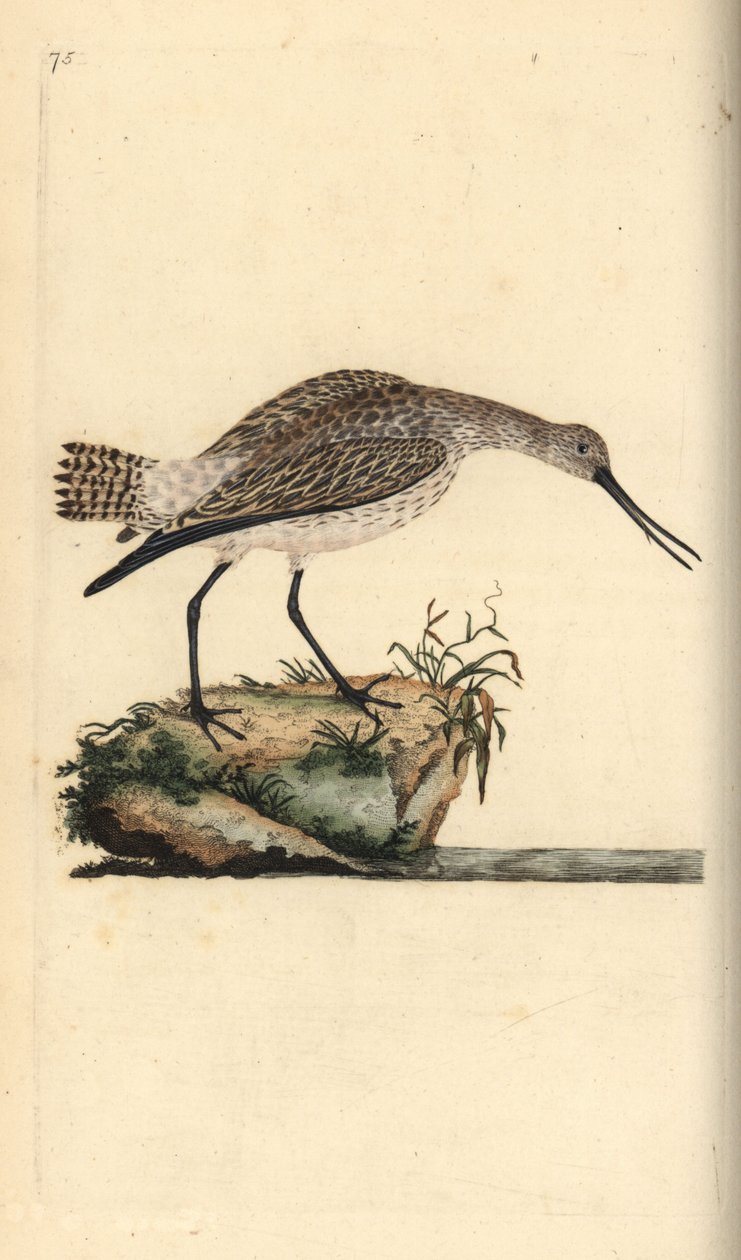 Rúdfarkú istenanya, Limosa lapponica. Kézi színű rézlemez, amelyet Edward Donovan rajzolt és metszett a saját Londoni „British Birds természettörténetéből” alkotó: Edward Donovan