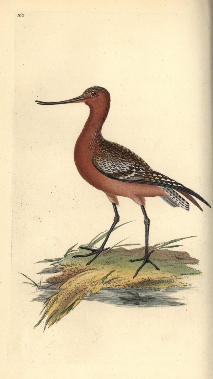 Rúdfarkú istenanya, Limosa lapponica. Kézi színű rézlemez, amelyet Edward Donovan rajzolt és metszett a saját Londoni „British Birds természettörténetéből” alkotó: Edward Donovan