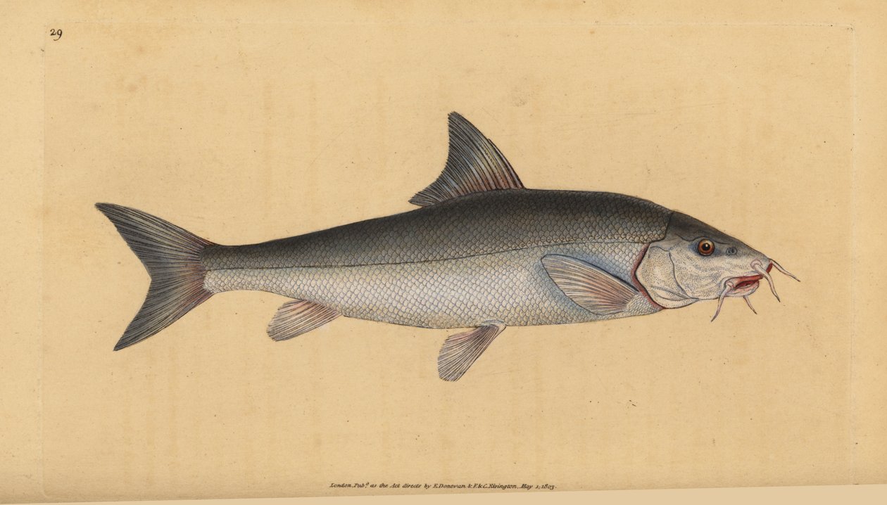 Szakállas szakállas sügér (Cyprinus bearded). Kézi rézmetszet, rajzolta és metszette Edward Donovan a Natural History of British Fishes című művéből, Donovan and F.C. and J. Rivington, London. alkotó: Edward Donovan