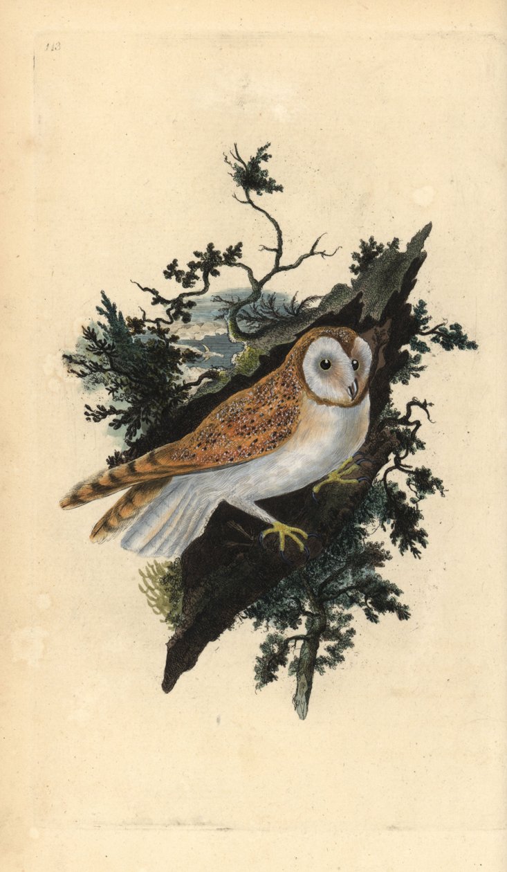 Fülesbagoly, Tyto alba. Kézi színű rézlemez, amelyet Edward Donovan rajzolt és metszett a saját Londoni „British Birds természettörténetéből” alkotó: Edward Donovan
