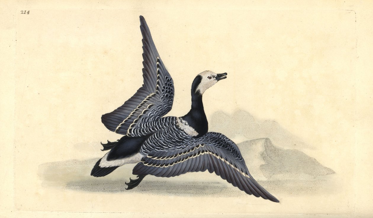 Barna liba, Branta leucopsis. Kézi színű rézlemez, amelyet Edward Donovan rajzolt és metszett a saját Londoni „British Birds természettörténetéből” alkotó: Edward Donovan