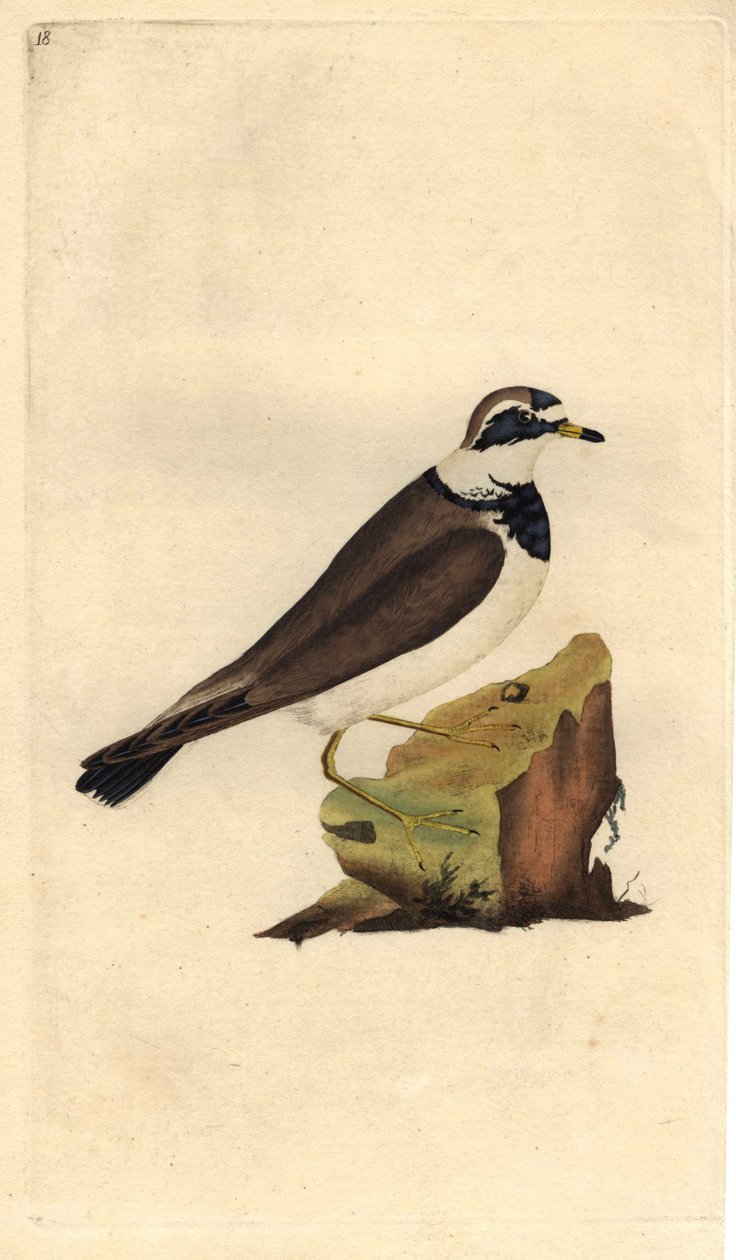 Nagy kavics. Charadrius hiaticula. Edward Donovan (1768-1837) rézmetsze, megjelent a Natural History of British Birds, Londonban alkotó: Edward Donovan
