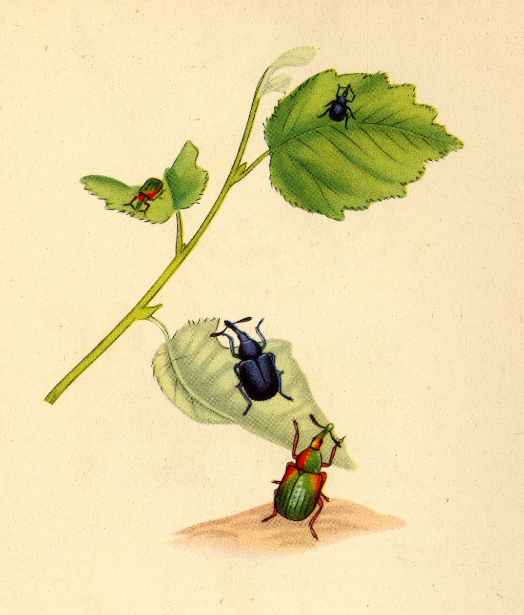 „Birch Weevils”, 1794, 1945. alkotó: Edward Donovan