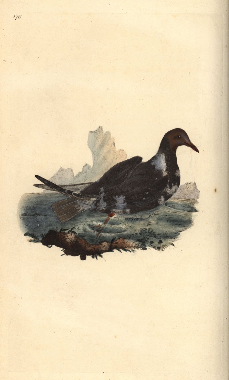 Feketefejű sirály, Chroicocephalus ridibundus, nyári tollazatban, barna fejjel. Kézi rézmetszet, rajzolta és metszette Edward Donovan saját "Natural History of British Birds" című művéből, London. alkotó: Edward Donovan