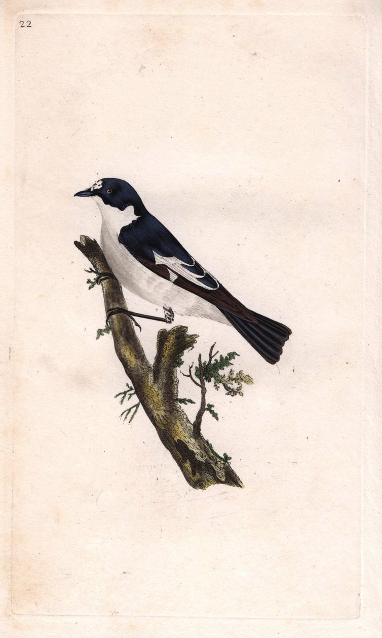 Fekete faló. Ficedula hypoleuca (Muscicapa atricapilla). Edward Donovan (1768-1837) rézmetsze, megjelent a Natural History of British Birds, Londonban alkotó: Edward Donovan