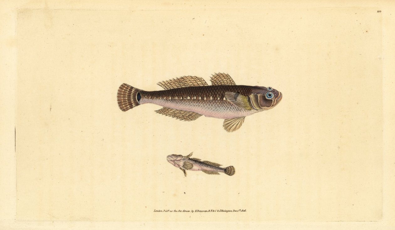 Fekete goby, Góbius niger. Kézzel színezett rézlemez, amelyet Edward Donovan rajzolt és metszett a British Fishes, Donovan and F.C. Natural History of British Fishes című művéből. és J. Rivington, London alkotó: Edward Donovan