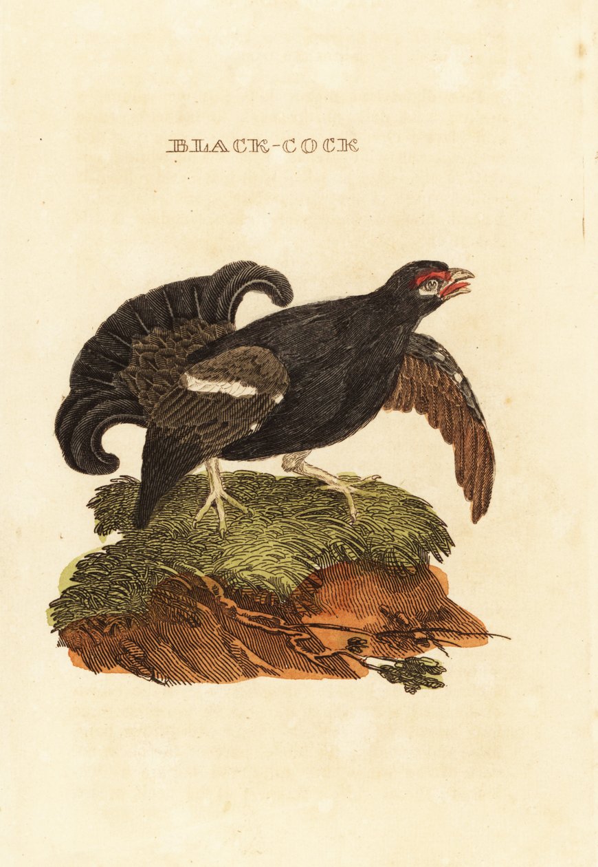 Fekete nyírfajd, Tetrao tetrix alkotó: Edward Donovan