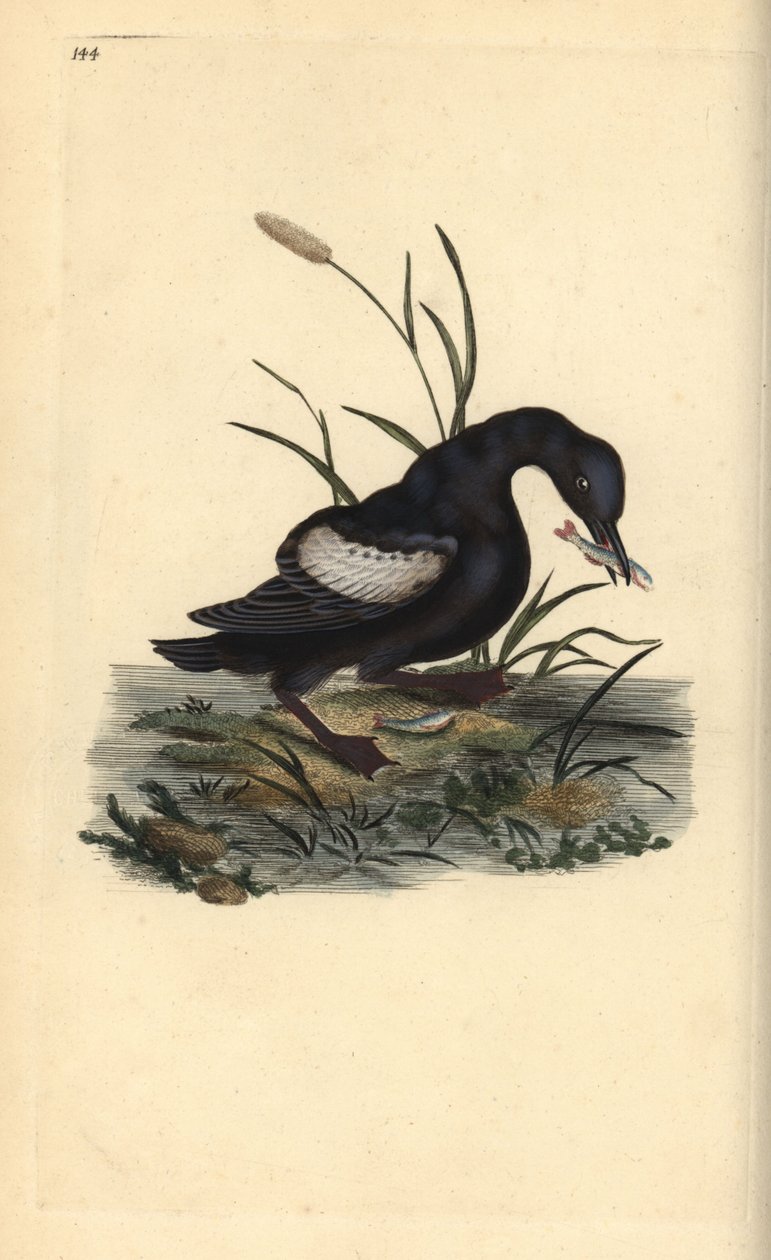 Fekete guillemot vagy tystie, Cepphus grylle, halakkal a csőrében. Kézi színű rézlemez, amelyet Edward Donovan rajzolt és metszett a saját Londoni „British Birds természettörténetéből” alkotó: Edward Donovan