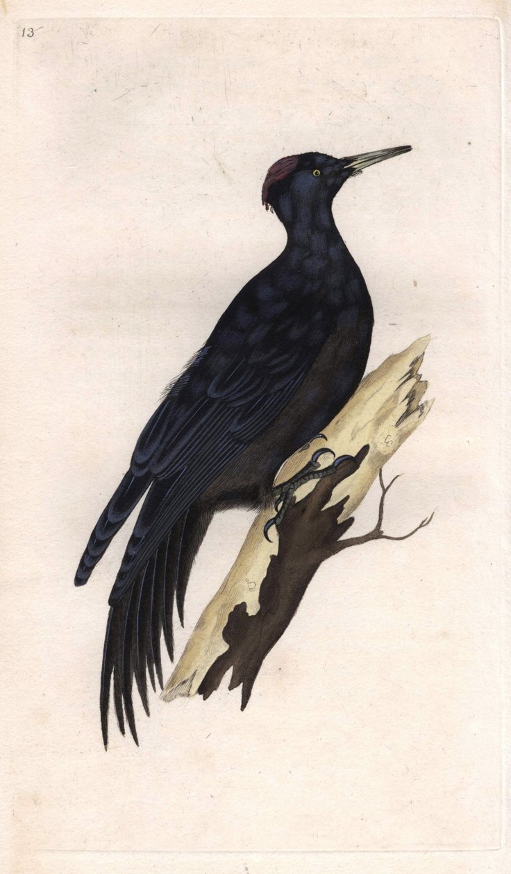 Fekete csúcs. Dryocopus martius (Picus martius). Edward Donovan (1768-1837) rézmetsze, megjelent a Natural History of British Birds, Londonban alkotó: Edward Donovan