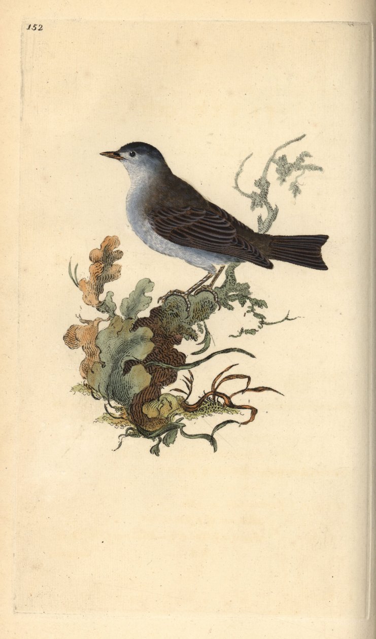 Fekete sapkás, Sylvia atricapilla. Kézi színű rézlemez, amelyet Edward Donovan rajzolt és metszett a saját Londoni „British Birds természettörténetéből” alkotó: Edward Donovan