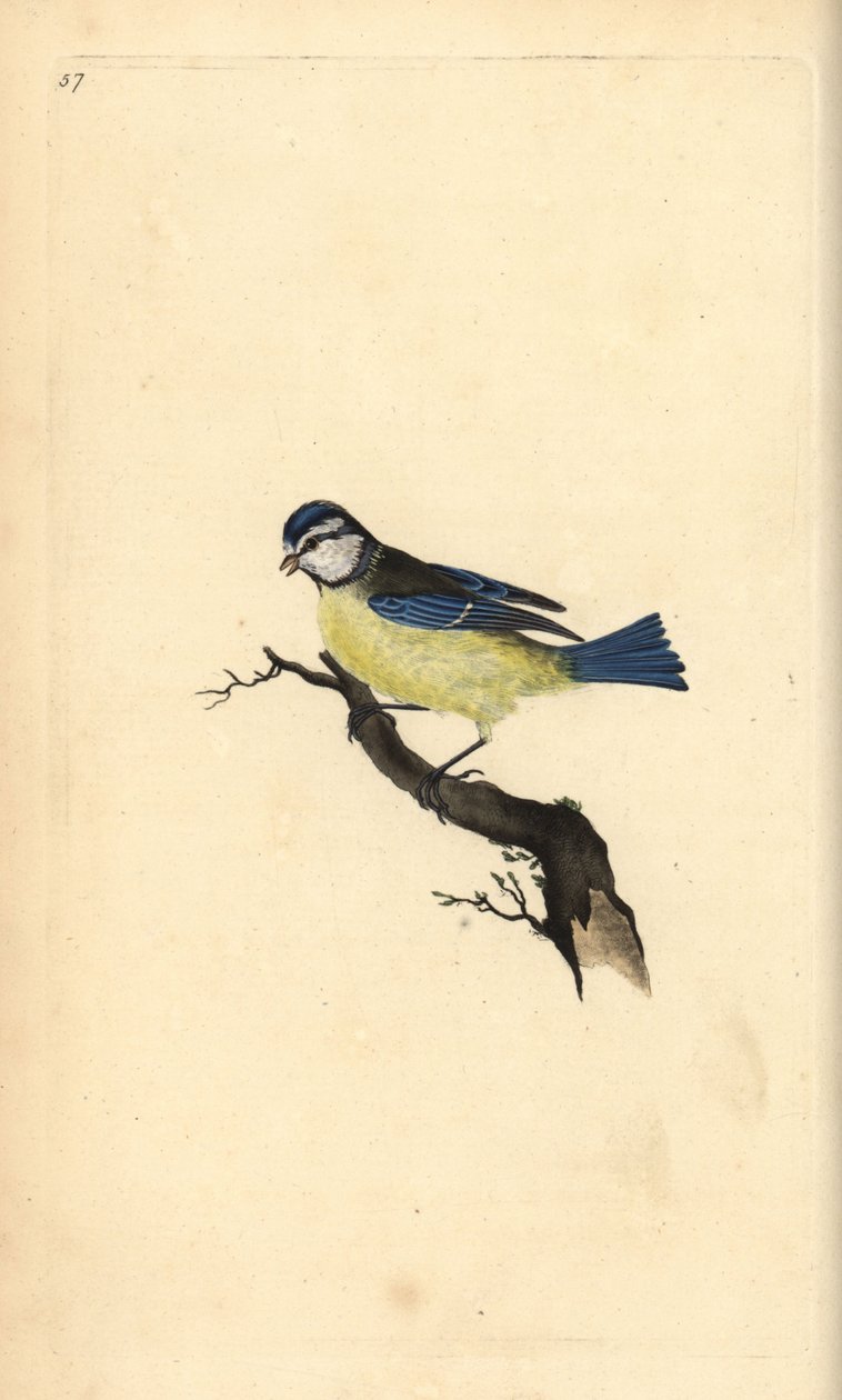 Kék cinege, Cyanistes caeruleus. Kézi színű rézlemez, amelyet Edward Donovan rajzolt és metszett a saját Londoni „British Birds természettörténetéből” alkotó: Edward Donovan