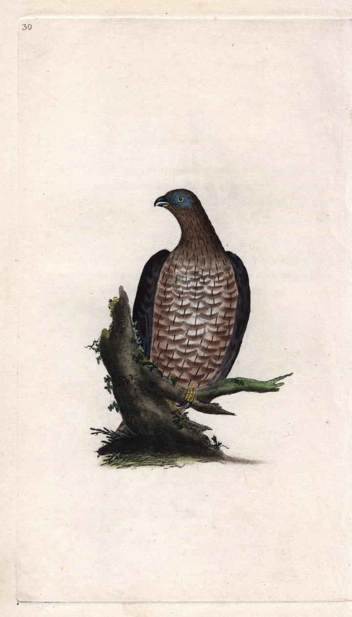 Bondree evő. Pernis apivorus (Falco apivorus). Edward Donovan (1768-1837) rézmetsze, megjelent a Natural History of British Birds, Londonban alkotó: Edward Donovan