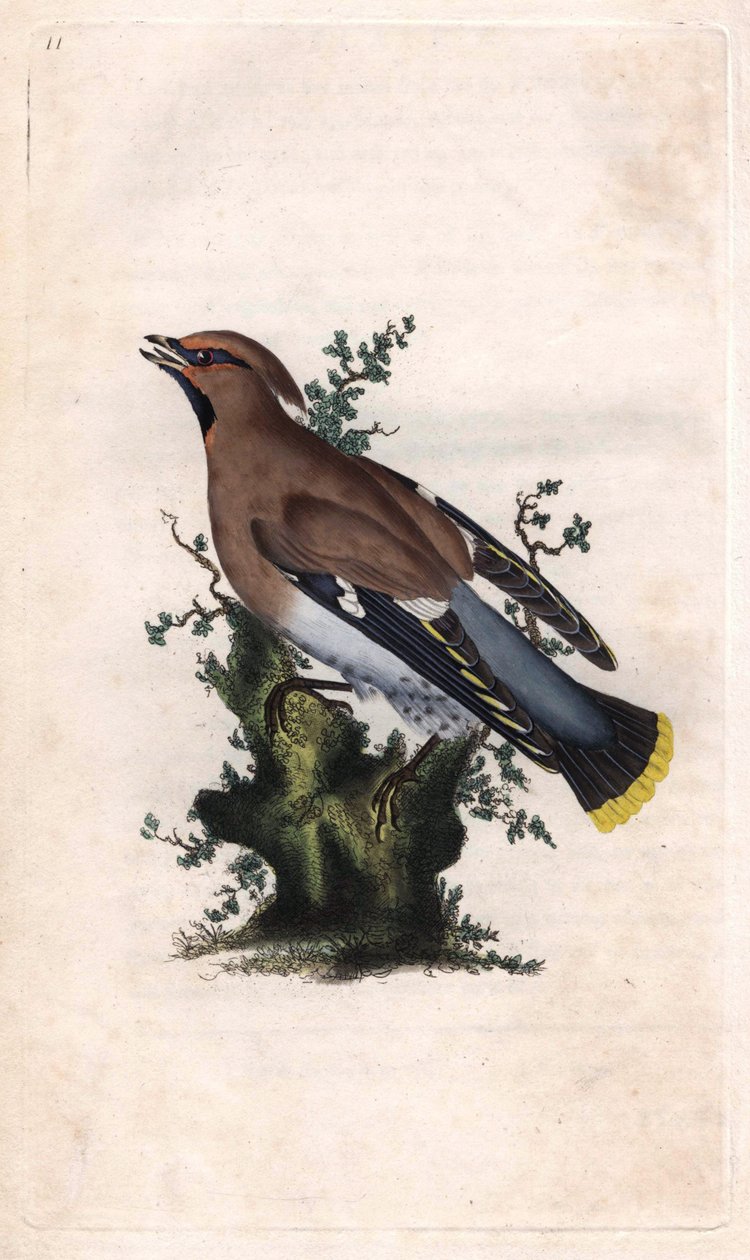 Boreális jáspis. Bombycilla garrulus (Ampelis garrulus). Edward Donovan (1768-1837) rézmetsze, megjelent a Natural History of British Birds, Londonban alkotó: Edward Donovan