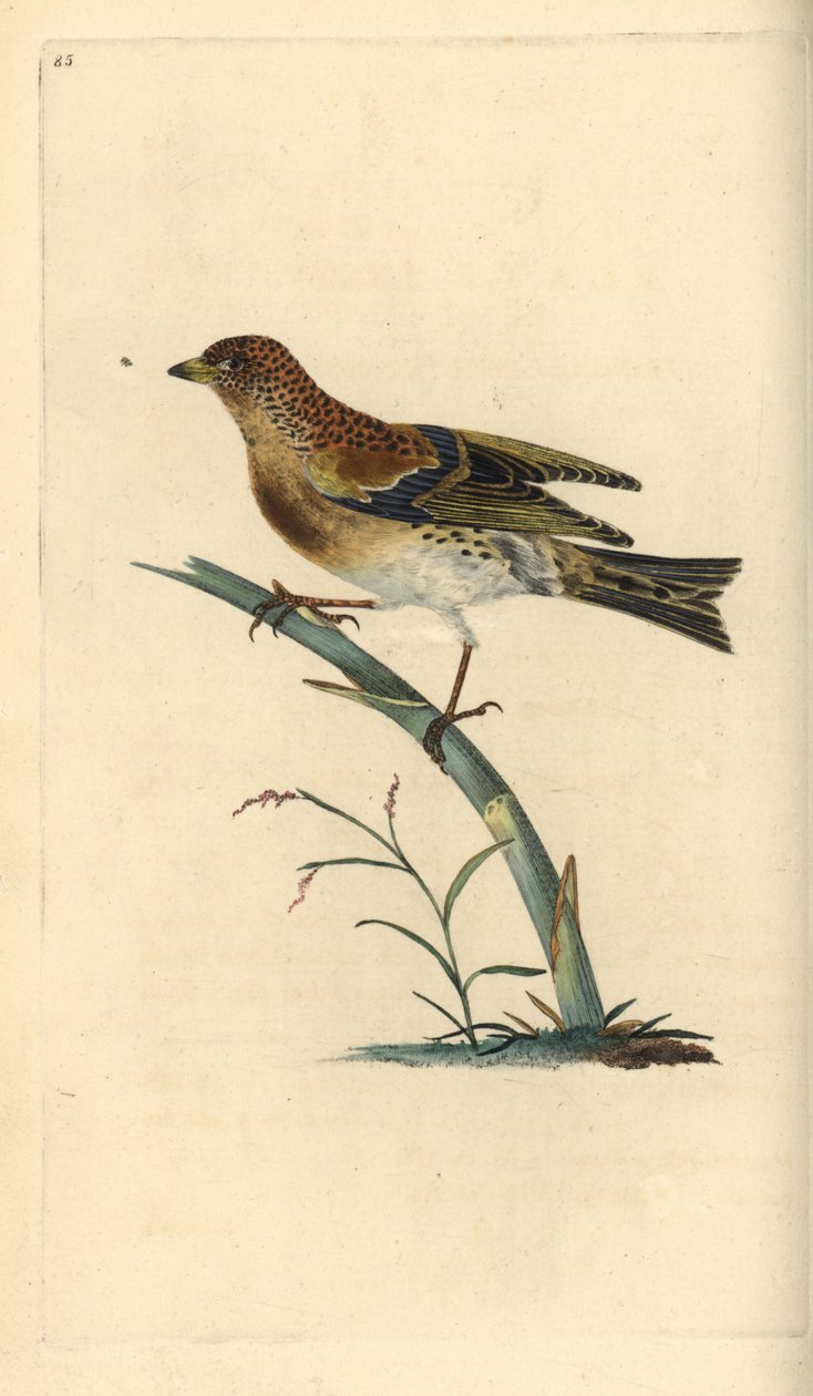 Brambling, Fringilla montifringilla. Kézi színű rézlemez, amelyet Edward Donovan rajzolt és metszett a saját Londoni „British Birds természettörténetéből” alkotó: Edward Donovan