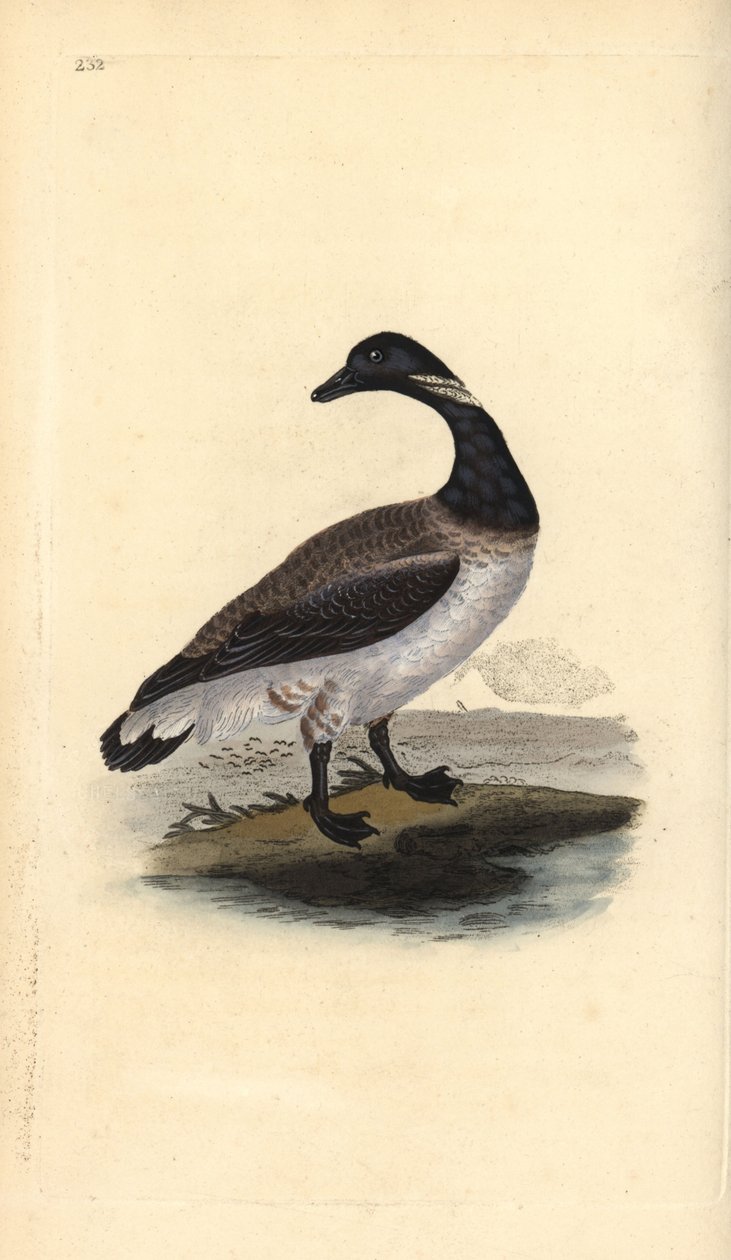 Brent liba, Branta bernicla. Kézi színű rézlemez, amelyet Edward Donovan rajzolt és metszett a saját Londoni „British Birds természettörténetéből” alkotó: Edward Donovan