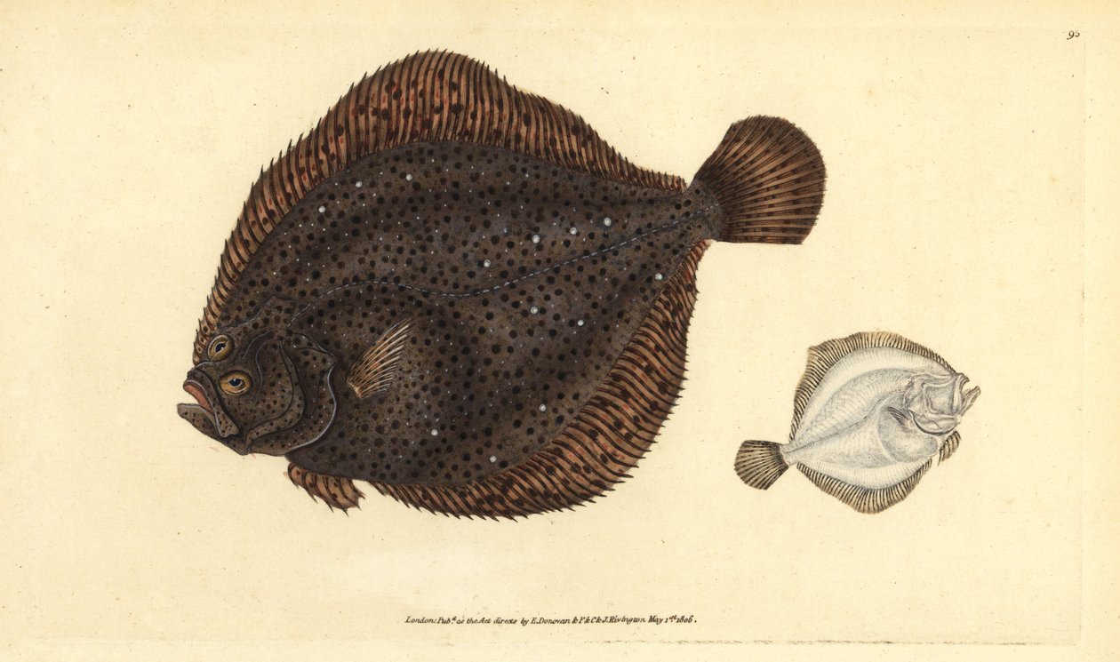 Brill vagy gyöngy, Scophthalmus rhombus (Pleuronectes rhombus). Kézi színű rézlemez, amelyet Edward Donovan rajzolt és vésett a British Fishes, Donovan és F.C. Natural History című művéből. és J. Rivington, London alkotó: Edward Donovan