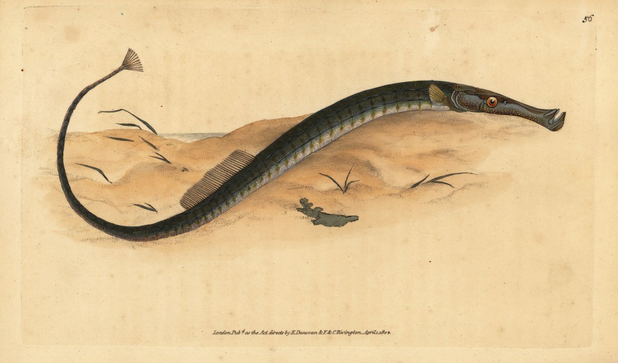 Széles vagy rövidebb pipahal. Syngnathus tífusz. Kézzel színezett rézlemez, amelyet Edward Donovan rajzolt és metszett a British Fishes, Donovan and F.C. Natural History of British Fishes című művéből. és J. Rivington, London alkotó: Edward Donovan