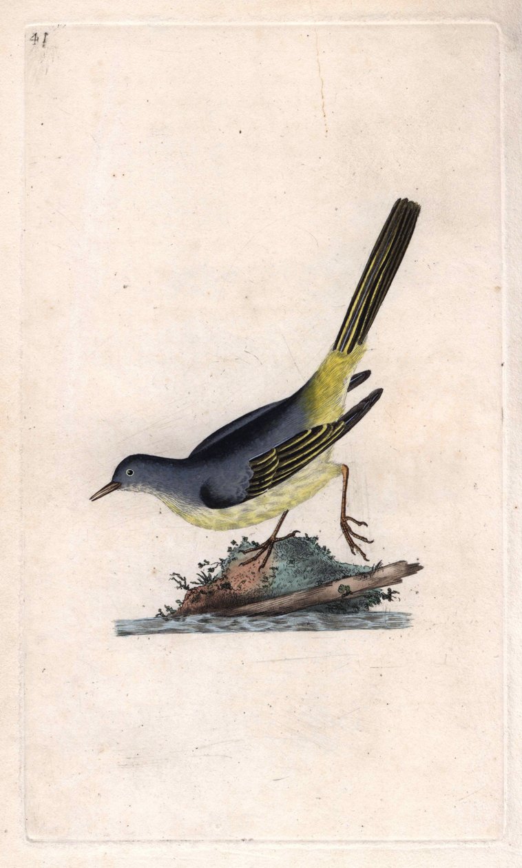 Brook Shepherd. Motacilla cinerea (Motacilla boarula). Edward Donovan (1768-1837) rézmetsze, megjelent a Natural History of British Birds, Londonban alkotó: Edward Donovan