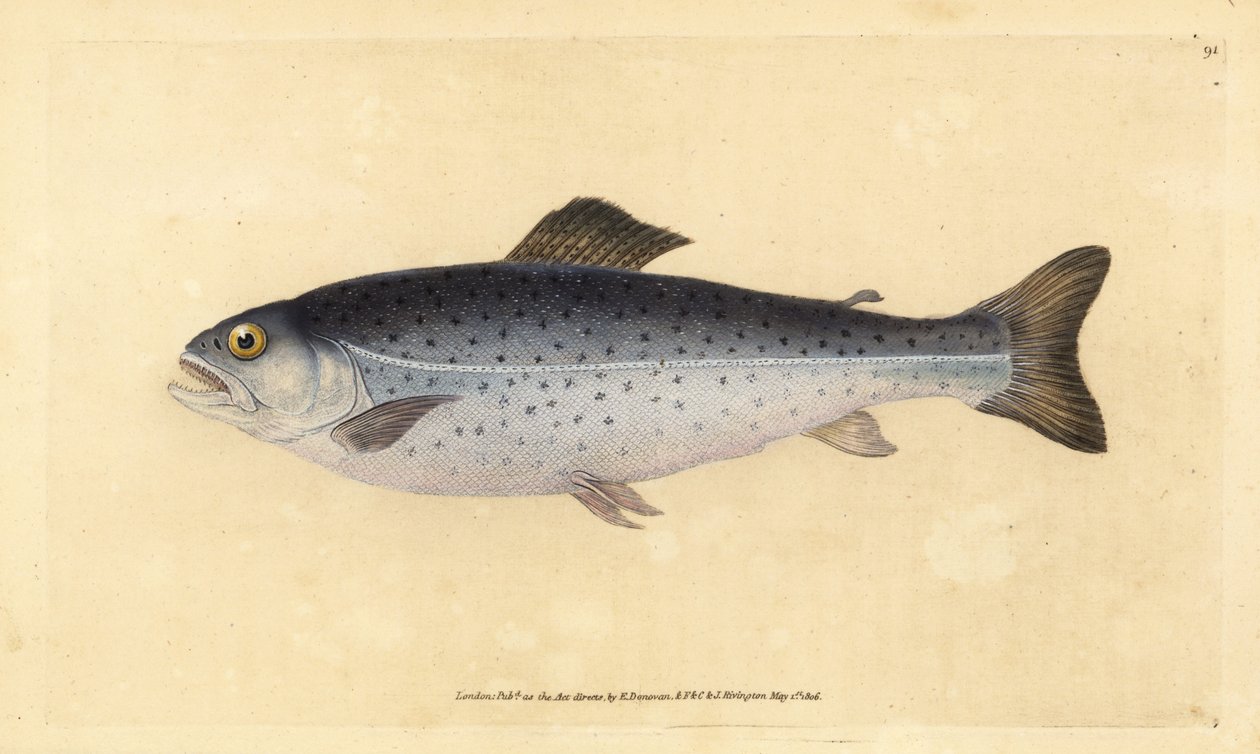 Sebes pisztráng, Salmo trutta (Sewen, Salmo cambricus). Kézzel színezett rézlemez, amelyet Edward Donovan rajzolt és metszett a British Fishes, Donovan and F.C. Natural History of British Fishes című művéből. és J. Rivington, London alkotó: Edward Donovan