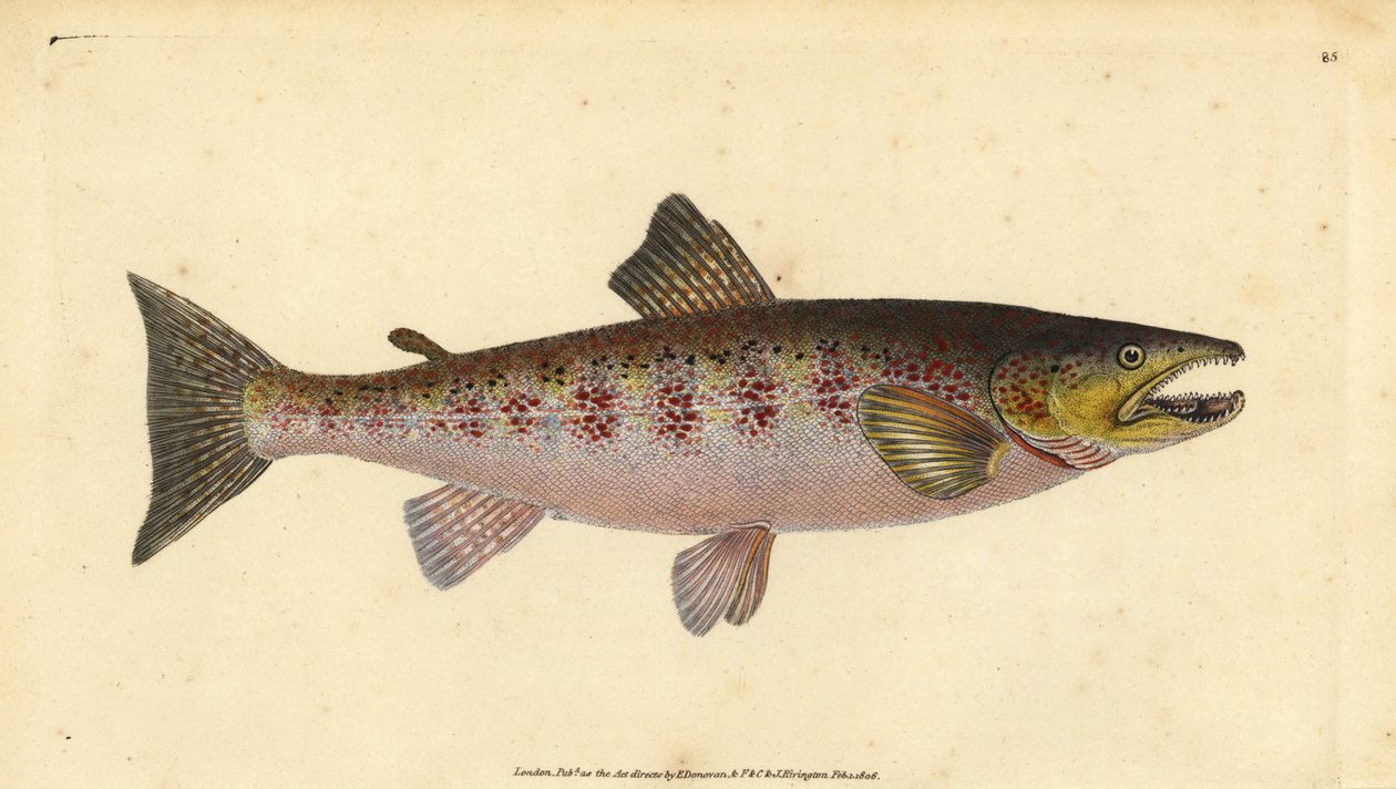 Sebes pisztráng, Salmo trutta fario (Trout, Salmo fario). Kézzel színezett rézlemez, amelyet Edward Donovan rajzolt és metszett a British Fishes, Donovan and F.C. Natural History of British Fishes című művéből. és J. Rivington, London alkotó: Edward Donovan