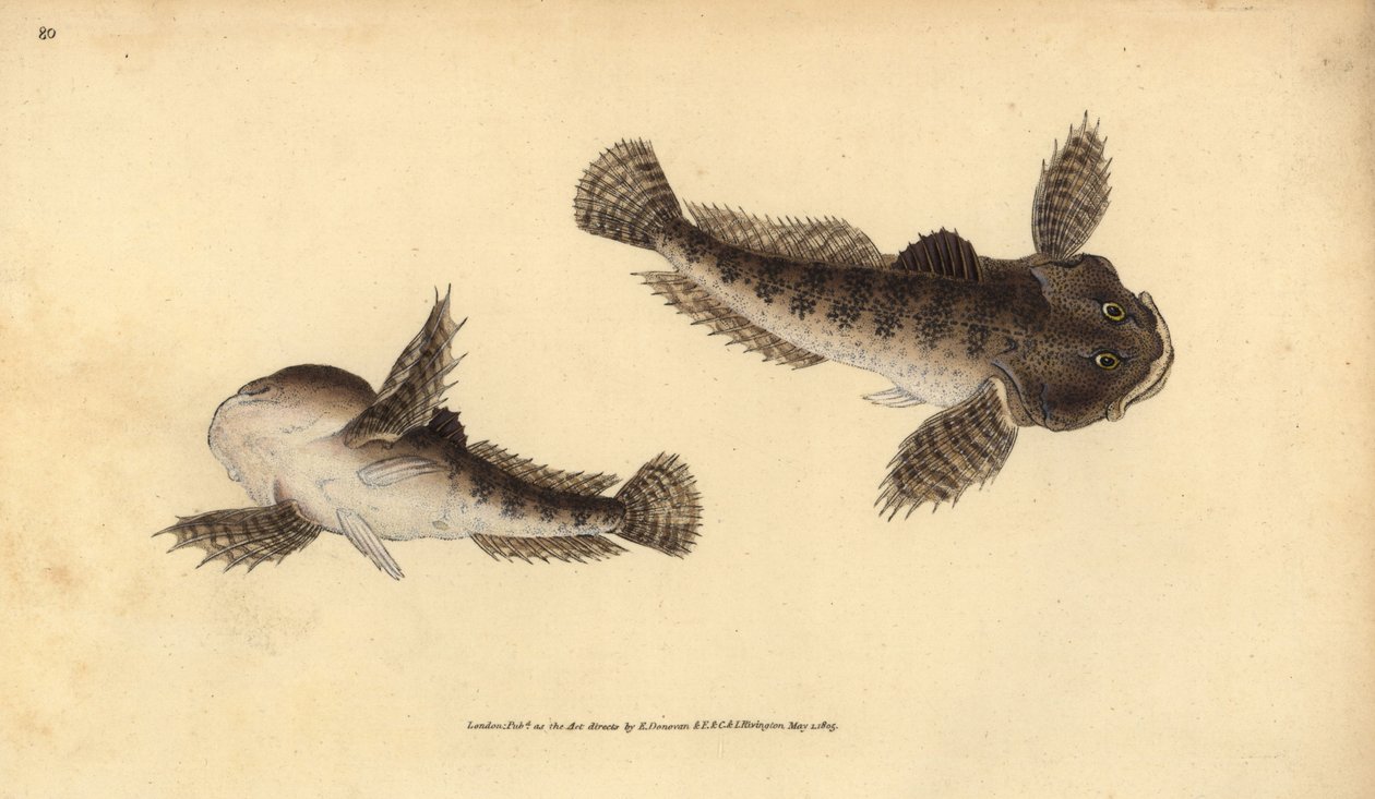 Bullhead, Cottus gobio (River bikafej). Kézzel színezett rézlemez, amelyet Edward Donovan rajzolt és metszett a British Fishes, Donovan and F.C. Natural History of British Fishes című művéből. és J. Rivington, London alkotó: Edward Donovan