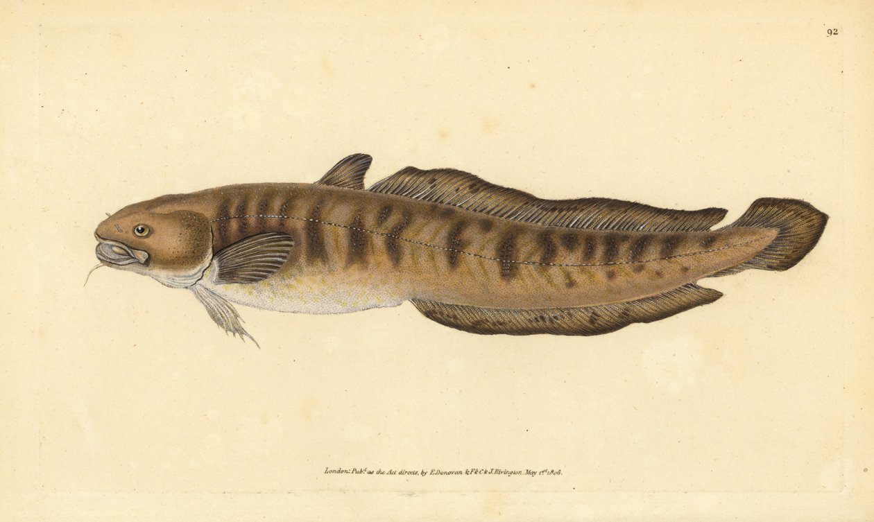 Burbot, Lota lota (Gadus lota). Kézzel színezett rézlemez, amelyet Edward Donovan rajzolt és metszett a British Fishes, Donovan and F.C. Natural History of British Fishes című művéből. és J. Rivington, London alkotó: Edward Donovan