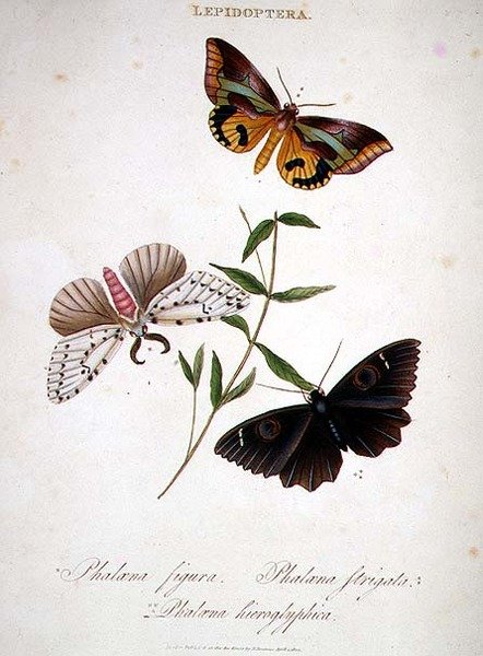 Pillangók: Phalaena Figura; Phalaena Strigata és Phalaena Hieroglyphica, pub. a művész által alkotó: Edward Donovan