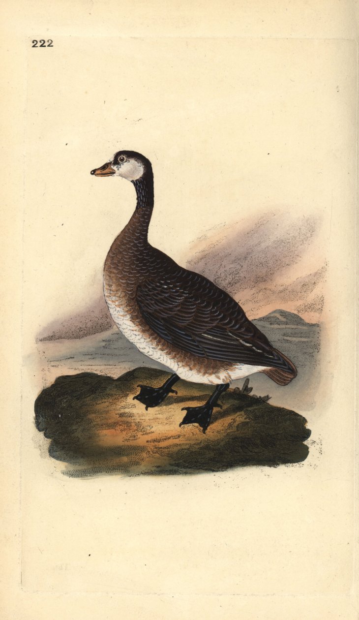 Kanadai liba, Branta canadensis. Kézi színű rézlemez, amelyet Edward Donovan rajzolt és metszett a saját Londoni „British Birds természettörténetéből” alkotó: Edward Donovan