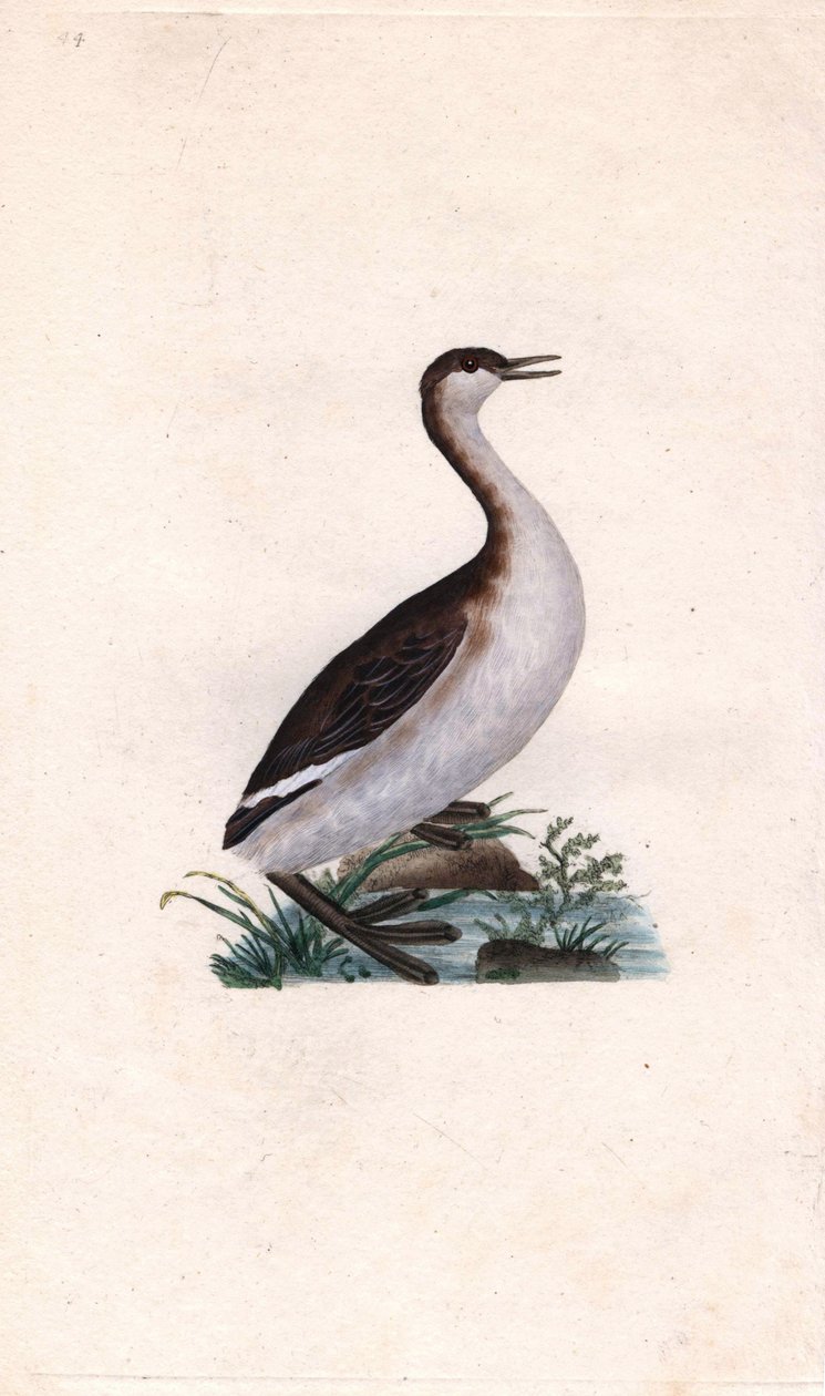 Castagny vöcsök. Tachybaptus ruficollis (Podiceps nigricans). Edward Donovan (1768-1837) rézmetsze, megjelent a Natural History of British Birds, Londonban alkotó: Edward Donovan