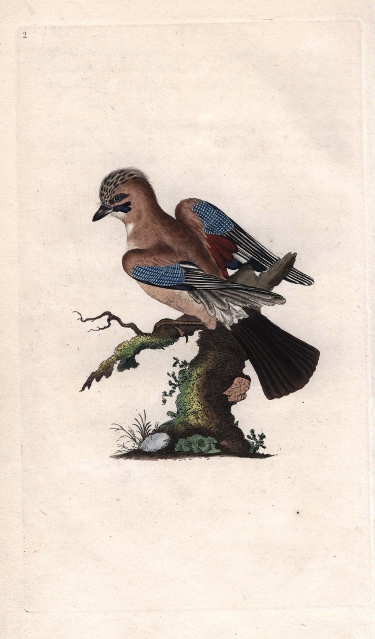 Chenes Jay. Garrulus glandarius (Corvus glandarius). Edward Donovan (1768-1837) rézmetsze, megjelent a Natural History of British Birds, Londonban alkotó: Edward Donovan