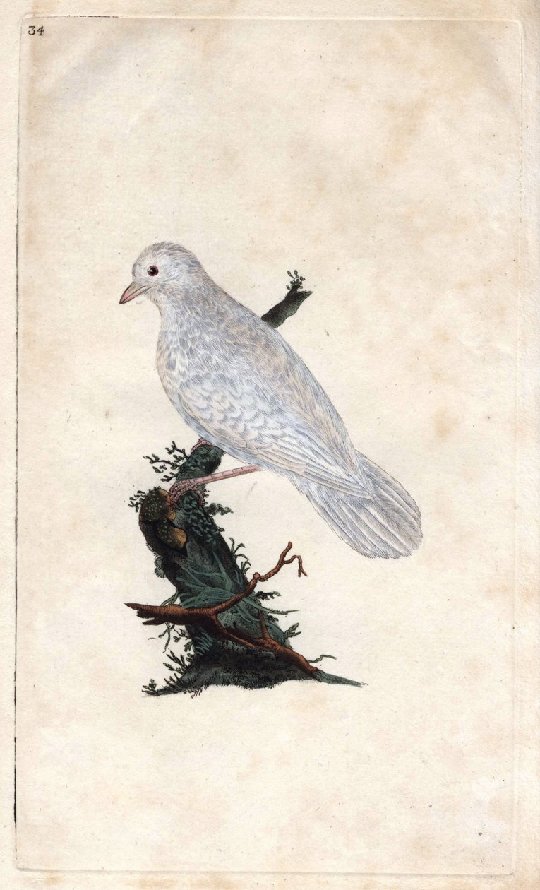 Chenes Jay. Garrulus glandarius. Edward Donovan (1768-1837) rézmetsze, megjelent a Natural History of British Birds, Londonban alkotó: Edward Donovan