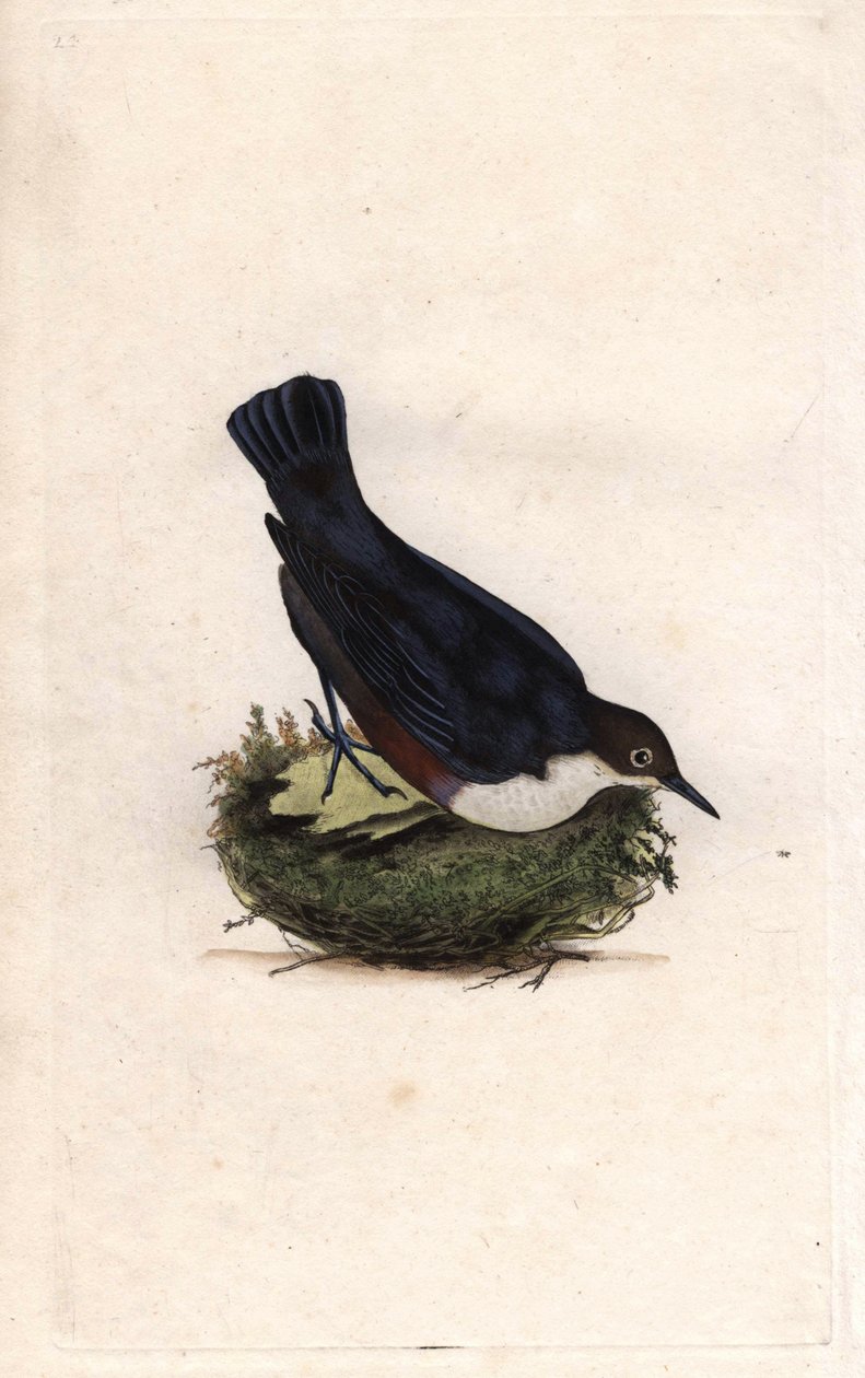 Cincle búvár. Cinclus cinclus (Sturnus cinclus). Edward Donovan (1768-1837) rézmetsze, megjelent a Natural History of British Birds, Londonban alkotó: Edward Donovan
