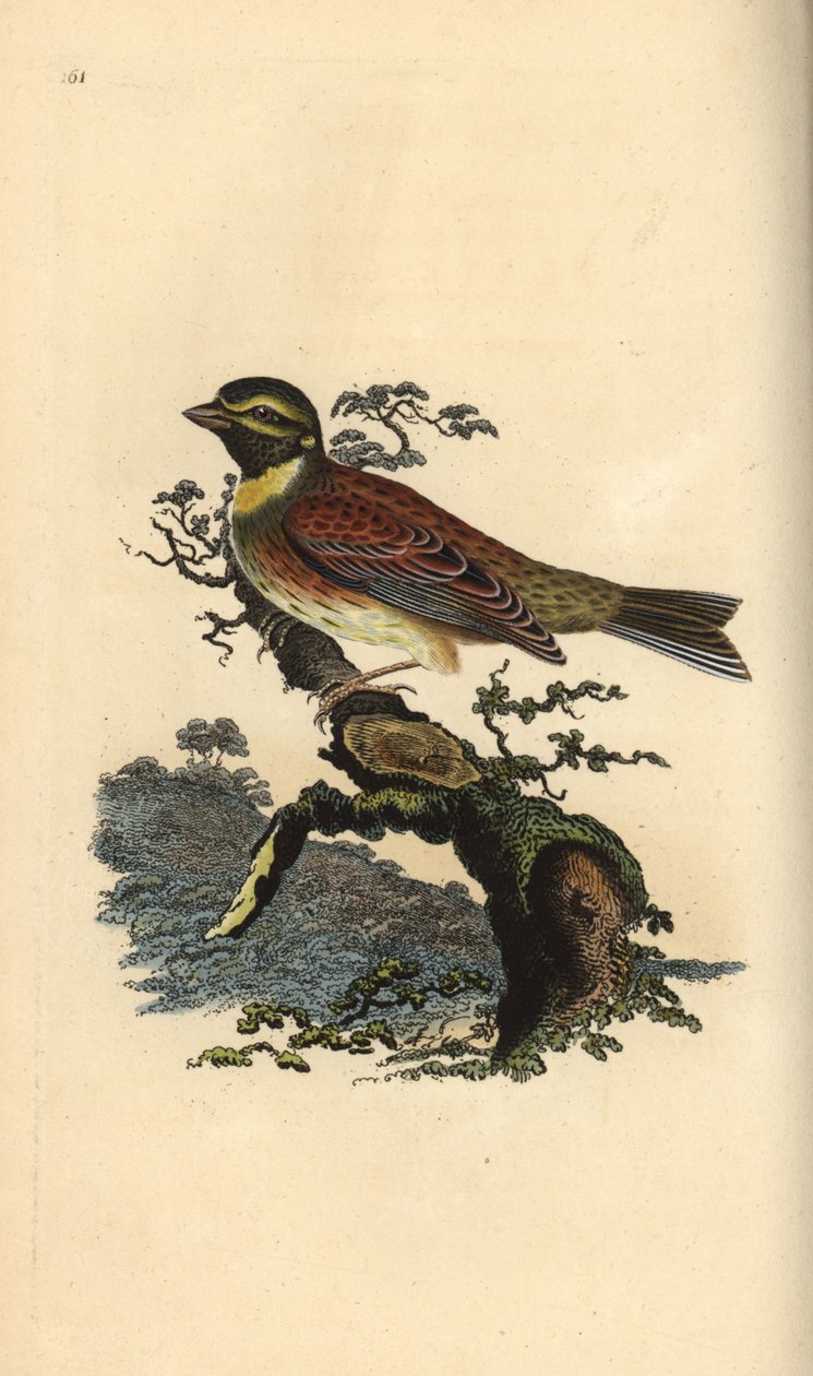 Cirka sármány, Emberiza cirlus. Kézi színű rézlemez, amelyet Edward Donovan rajzolt és metszett a saját Londoni „British Birds természettörténetéből” alkotó: Edward Donovan