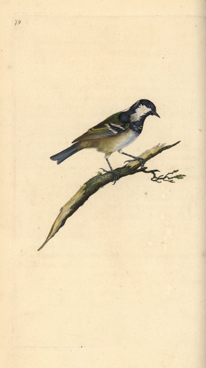 Szenesítsd fel, Periparus ater. Kézi színű rézlemez, amelyet Edward Donovan rajzolt és metszett a saját Londoni „British Birds természettörténetéből” alkotó: Edward Donovan