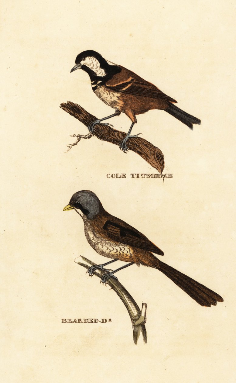 Széncinege, Parus ater és szakállas nádas, Panurus biarmicus alkotó: Edward Donovan
