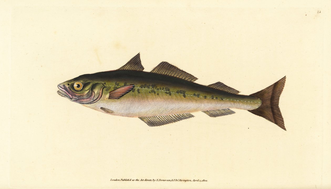 Szénhal vagy fekete tőkehal, Pollachius virens (Gadus carbonarius). Kézzel színezett rézlemez, amelyet Edward Donovan rajzolt és metszett a British Fishes, Donovan and F.C. Natural History of British Fishes című művéből. és J. Rivington, London alkotó: Edward Donovan