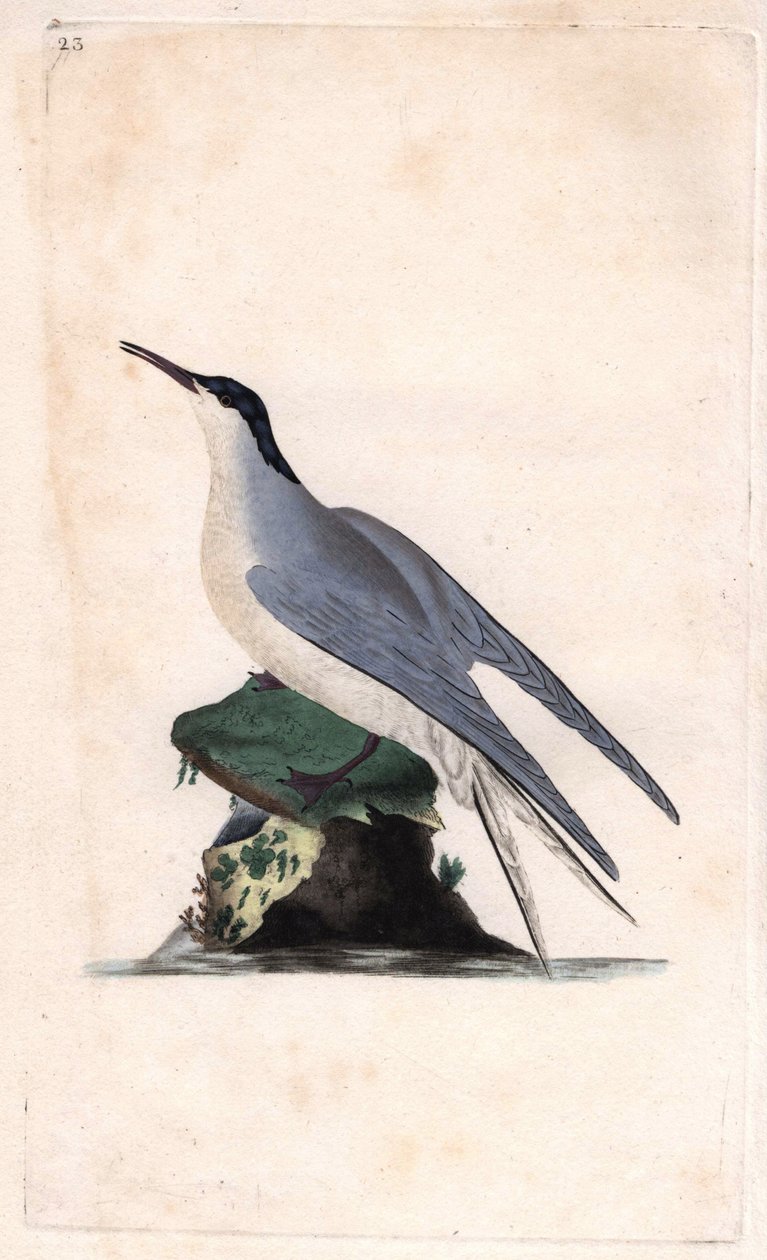 Közönséges csér. Sterna hirundo. Edward Donovan (1768-1837) rézmetsze, megjelent a Natural History of British Birds, Londonban alkotó: Edward Donovan