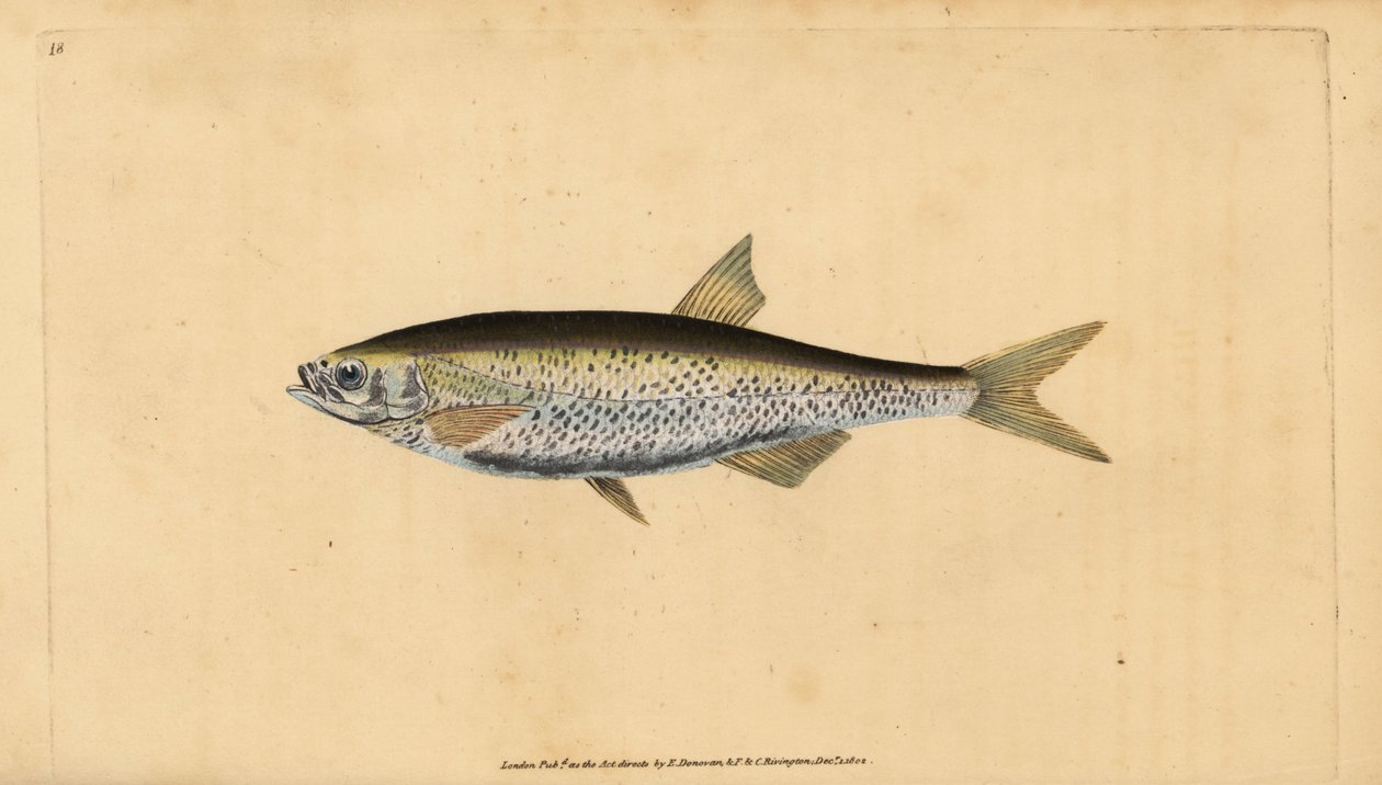 Általános sötét, Alburnus Alburnus (Cyprinus Alburnus). Kézzel színezett rézlemez, amelyet Edward Donovan rajzolt és metszett a British Fishes, Donovan and F.C. Natural History of British Fishes című művéből. és J. Rivington, London alkotó: Edward Donovan