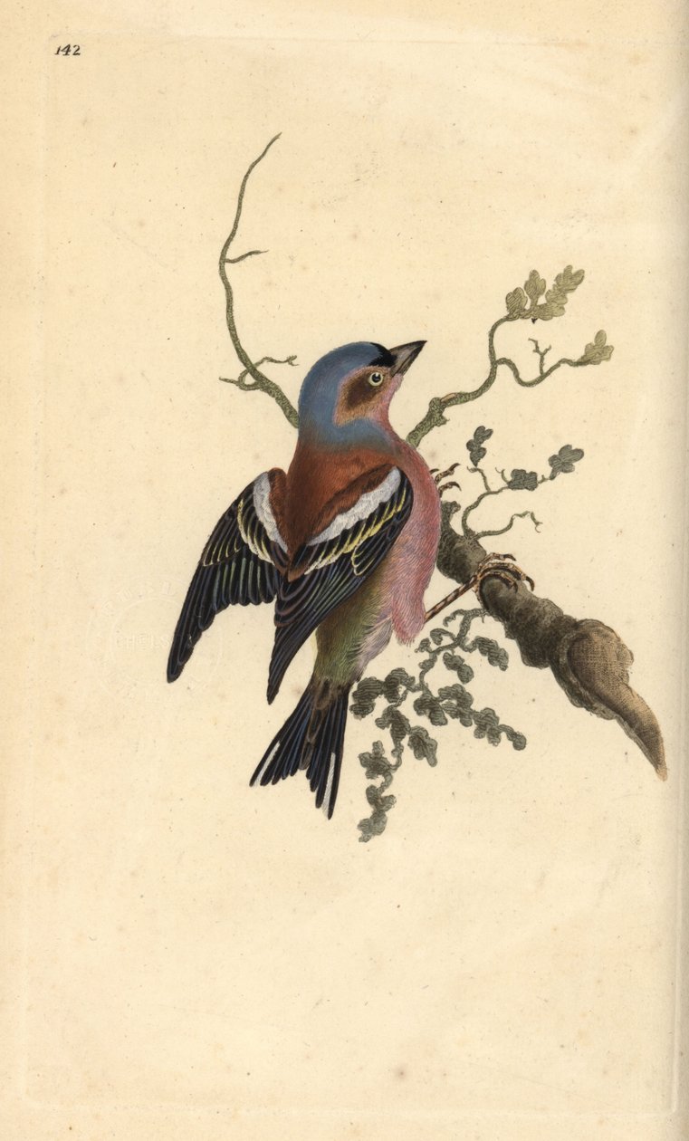 Közönséges pelyva, Fringilla coelebs. Kézi színű rézlemez, amelyet Edward Donovan rajzolt és metszett a saját Londoni „British Birds természettörténetéből” alkotó: Edward Donovan