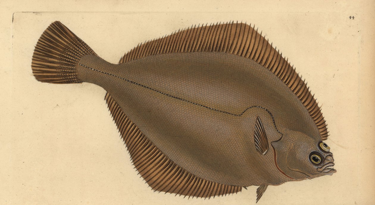 Közönséges csücske, Limanda limanda (Pleuronectes limanda). Kézzel színezett rézlemez, amelyet Edward Donovan rajzolt és metszett a British Fishes, Donovan and F.C. Natural History of British Fishes című művéből. és J. Rivington, London alkotó: Edward Donovan