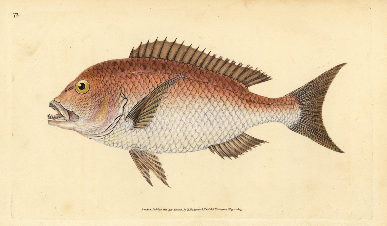 Közönséges dentex, dentex dentex. Sebezhető. (Négyfogú sparus, Sparus dentex). Kézzel színezett rézlemez, amelyet Edward Donovan rajzolt és metszett a British Fishes, Donovan and F.C. Natural History of British Fishes című művéből. és J. Rivington, London alkotó: Edward Donovan