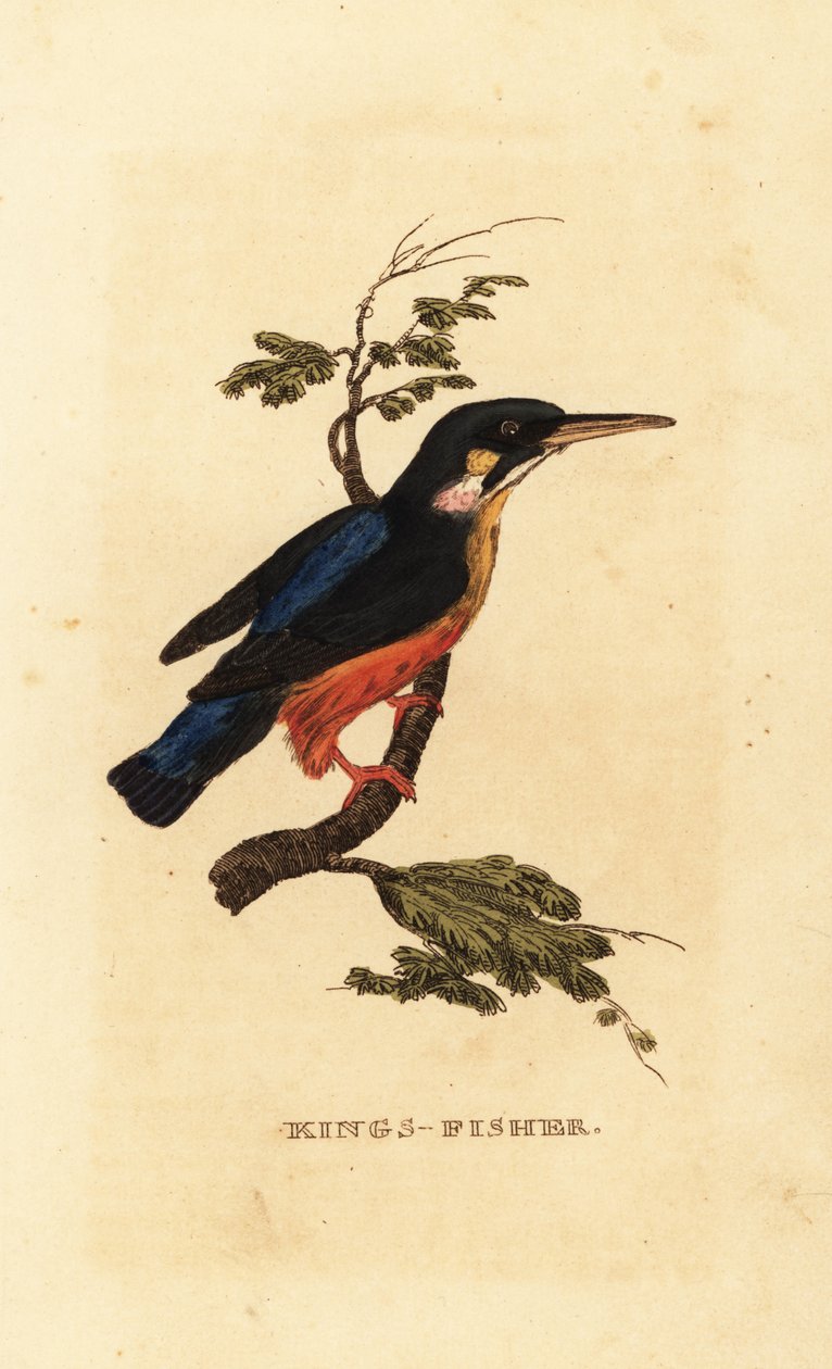 Közönséges jégmadár, Alcedo atthis alkotó: Edward Donovan