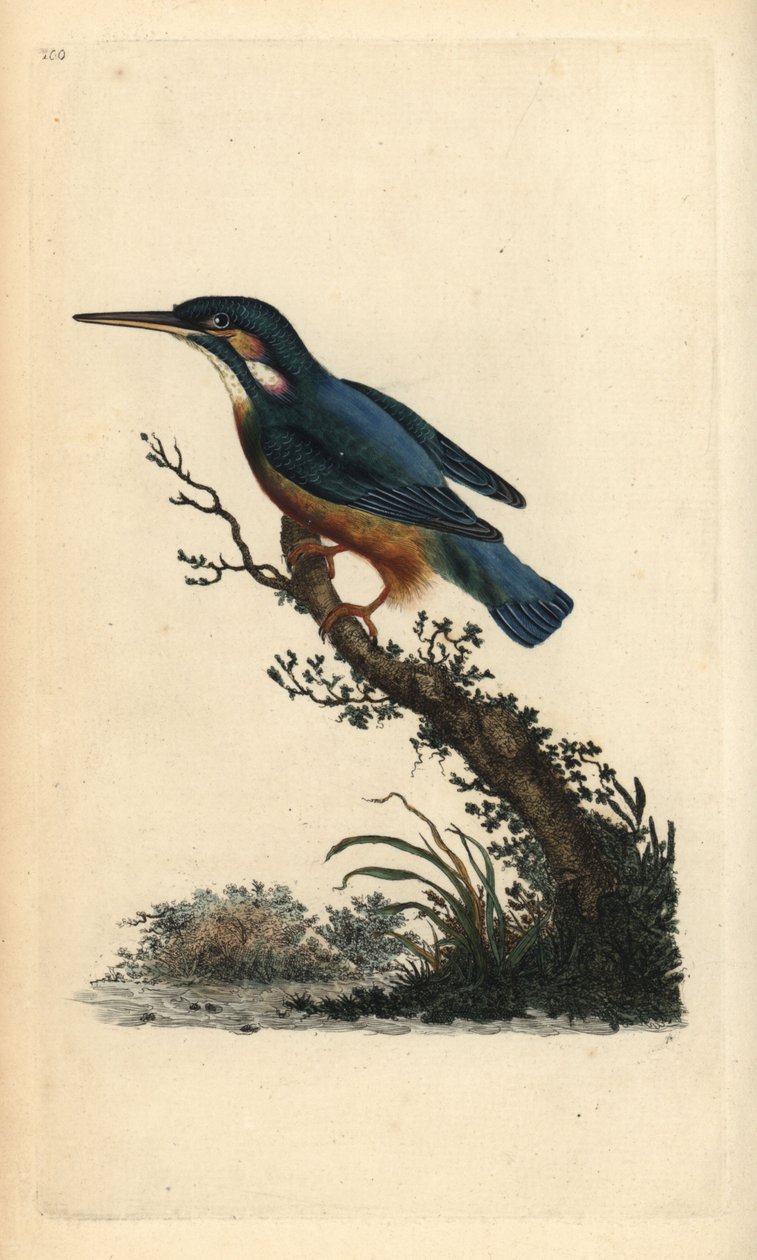 Közönséges jégmadár, Alcedo atthis. Kézi színű rézlemez, amelyet Edward Donovan rajzolt és metszett a saját Londoni „British Birds természettörténetéből” alkotó: Edward Donovan