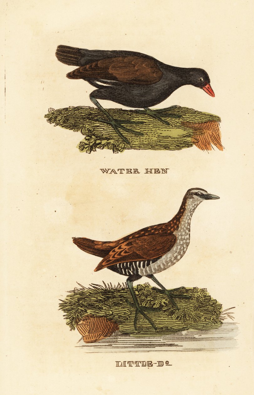 Közönséges ürge, Gallinula chloropus és foltos rétis, Porzana porzana alkotó: Edward Donovan