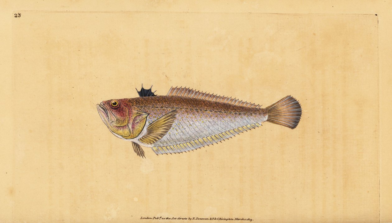 Közönséges vagy nagyobb kecske, Trachinus draco. Kézzel színezett rézlemez, amelyet Edward Donovan rajzolt és metszett a British Fishes, Donovan and F.C. Natural History of British Fishes című művéből. és J. Rivington, London alkotó: Edward Donovan