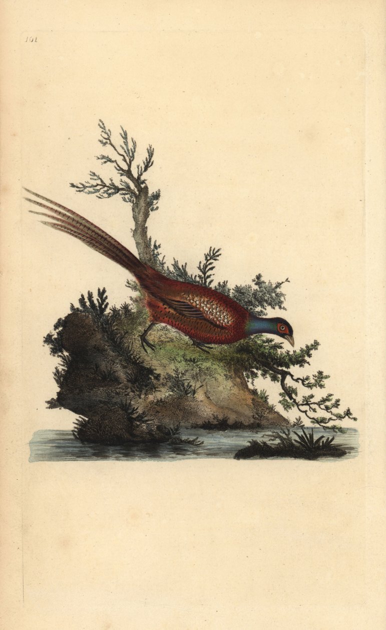 Közönséges fácán, Phasianus colchicus. Kézi színű rézlemez, amelyet Edward Donovan rajzolt és metszett a saját Londoni „British Birds természettörténetéből” alkotó: Edward Donovan