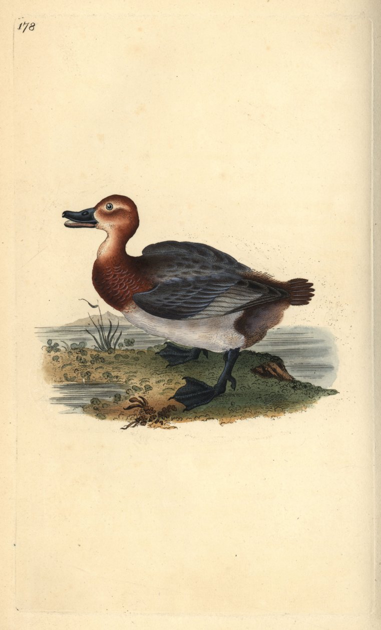 Közönséges pochard vagy vörösfejű gyöngyvirág, Aythra ferina (nőstény). Kézi színű rézlemez, amelyet Edward Donovan rajzolt és metszett a saját Londoni „British Birds természettörténetéből” alkotó: Edward Donovan