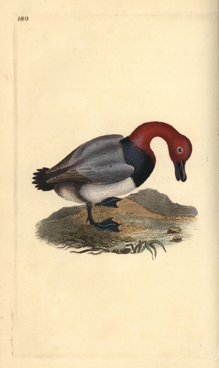 Közönséges pochard vagy vörösfejű rózsa, Aythra ferina (hím). Kézi színű rézlemez, amelyet Edward Donovan rajzolt és metszett a saját Londoni „British Birds természettörténetéből” alkotó: Edward Donovan