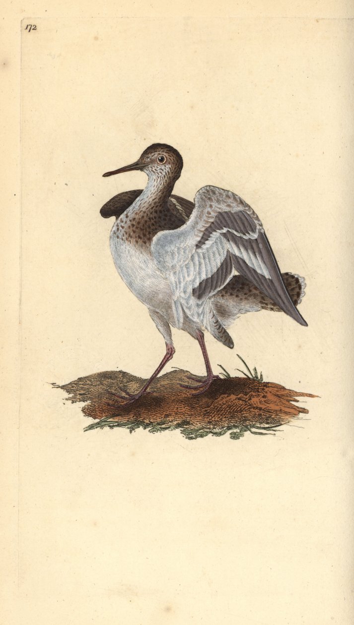 Közönséges homokkóró, Actitis hypoleucos. Kézi színű rézlemez, amelyet Edward Donovan rajzolt és metszett a saját Londoni „British Birds természettörténetéből” alkotó: Edward Donovan